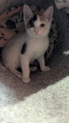 adoptable Cat in Tampa, FL named Malaya (7009)