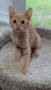 adoptable Cat in Tampa, FL named Zultan (3256)