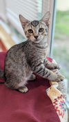 adoptable Cat in Tampa, FL named Topaz (new)