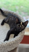 adoptable Cat in  named Azuri (3245)