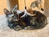 adoptable Cat in  named Serena (6562)