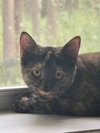 Serena (6562) - Photo 2