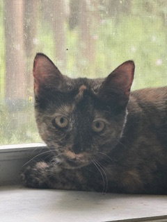 SERENA (6562) - Tortoiseshell available for adoption
