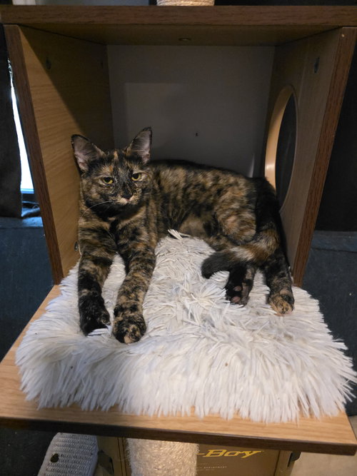 SERENA (6562) - Tortoiseshell for adoption in Tampa