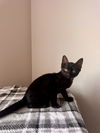 adoptable Cat in Tampa, FL named Ford (9961)