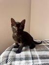 adoptable Cat in Tampa, FL named Mini (new)