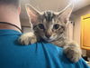 adoptable Cat in Tampa, FL named Houdini (8729)