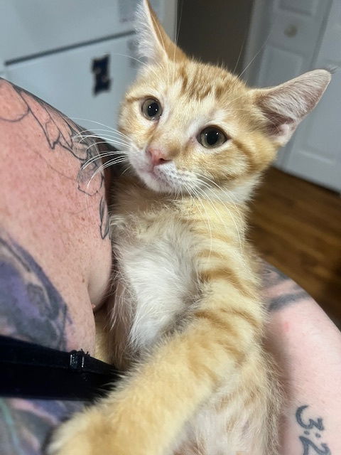 adoptable Cat in Tampa, FL named Mayhem (8737)