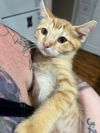 adoptable Cat in Tampa, FL named Mayhem (8737)