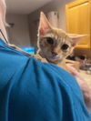 adoptable Cat in Tampa, FL named Nova (8730)
