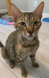 adoptable Cat in  named Coral (6404)