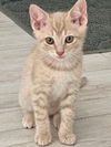 adoptable Cat in Tampa, FL named Tide (2024)