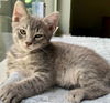 adoptable Cat in Tampa, FL named Drift (9960)