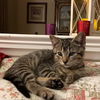 adoptable Cat in Tampa, FL named Ollie (5120)