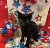 adoptable Cat in Tampa, FL named Willie (4758)