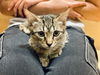 adoptable Cat in Tampa, FL named Winnie (7140)