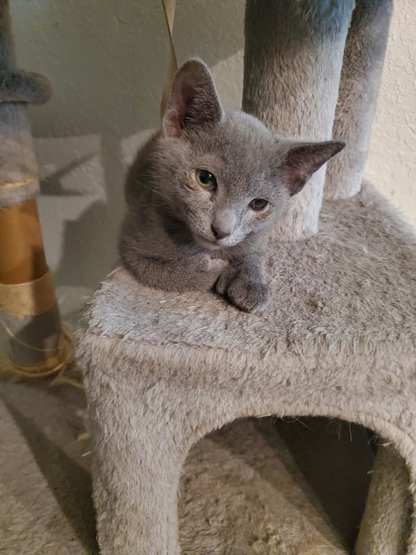 Smokey (2738)