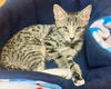 adoptable Cat in Tampa, FL named Nadi (new)