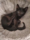 adoptable Cat in tampa, FL named Raven (7856)
