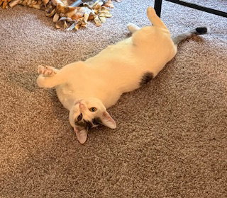 AZULA (7751) - Tiger available for adoption