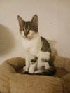 Cloves (3403) - Photo 1