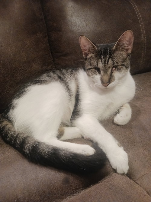 Cloves (3403), a cat for adoption from Cat Crusaders Inc