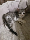 Allspice - Photo 3