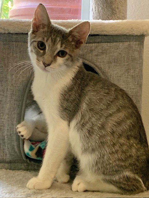 ALLSPICE - Domestic Short Hair available for adoption