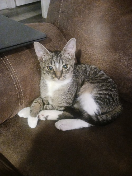 picture of the cat needing adoption