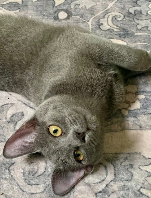 picture of the cat needing adoption