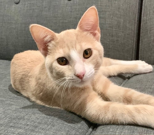 picture of the cat needing adoption