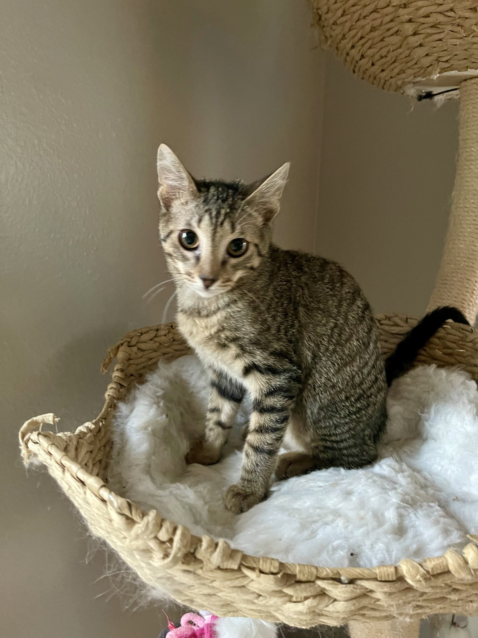 King (0910) Image