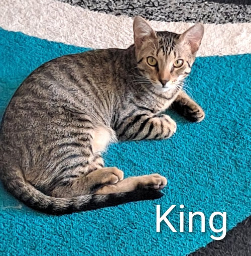 King (0910), an adoptable Domestic Short Hair in Tampa, FL