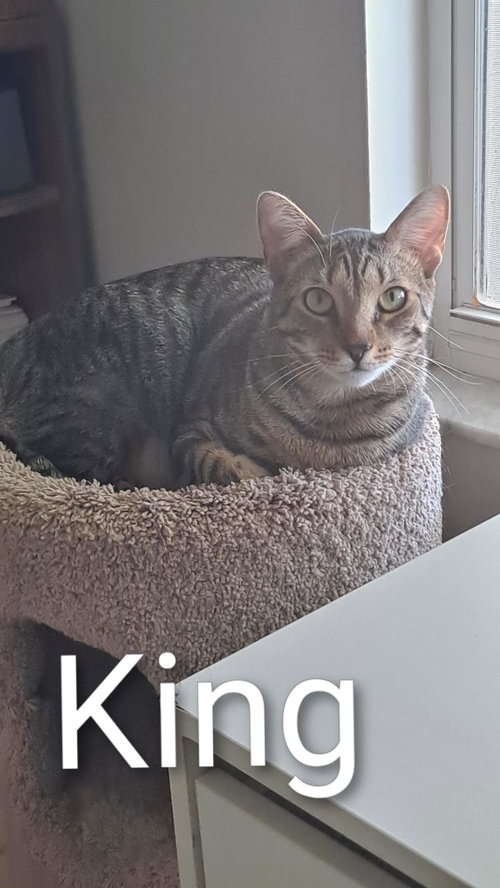 picture of the cat needing adoption