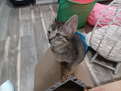 picture of the cat needing adoption