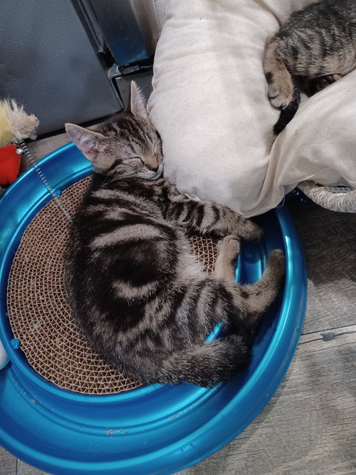 picture of the cat needing adoption