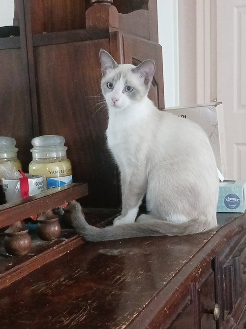 picture of the cat needing adoption