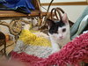 Frosty (9760) - Photo 2