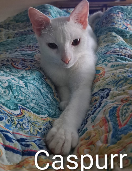 Caspurr (8495), an adoptable Domestic Short Hair in Tampa, FL