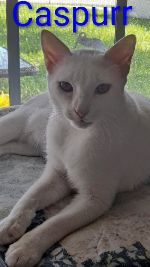 picture of the cat needing adoption