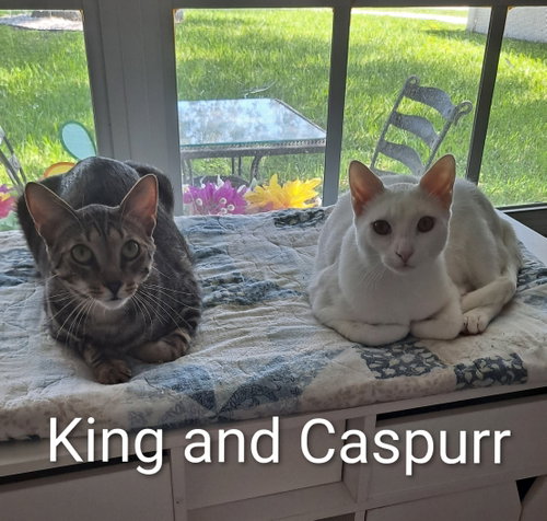 Photo 2 of Caspurr (8495)