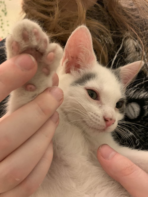 Odata (4981), an adoptable Extra-Toes Cat in Tampa, FL