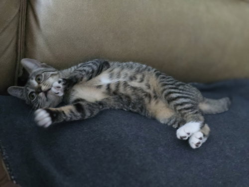 picture of the cat needing adoption