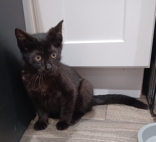 picture of the cat needing adoption