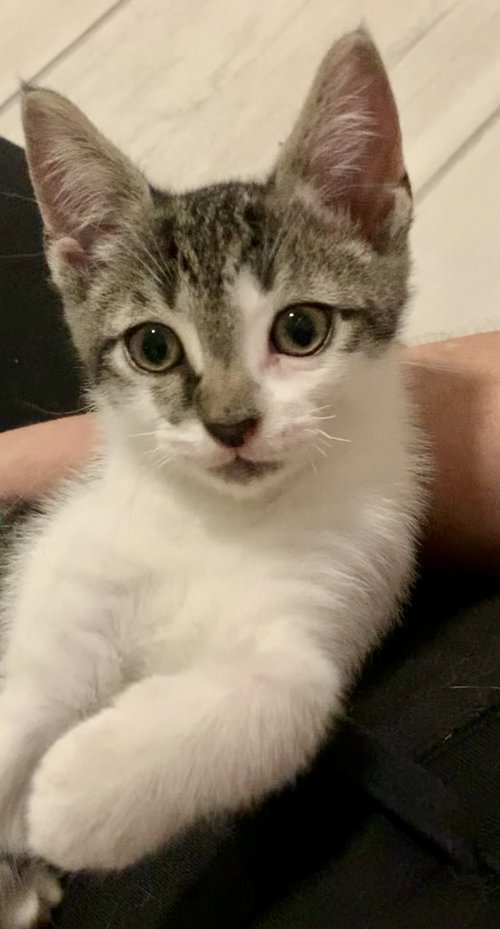 picture of the cat needing adoption