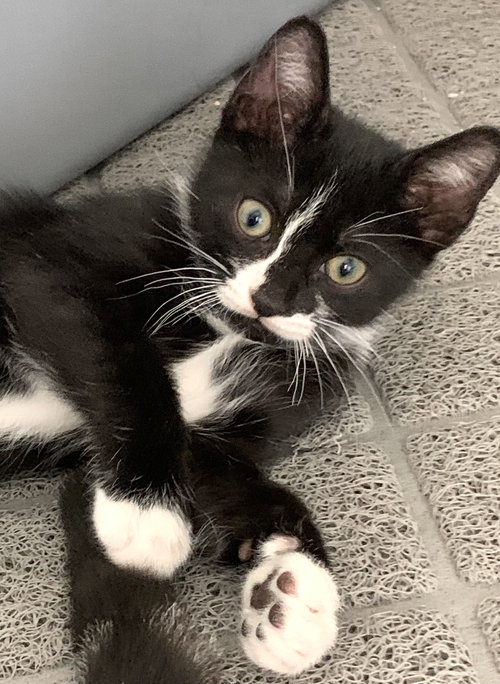 picture of the cat needing adoption