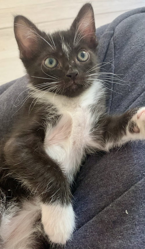 picture of the cat needing adoption