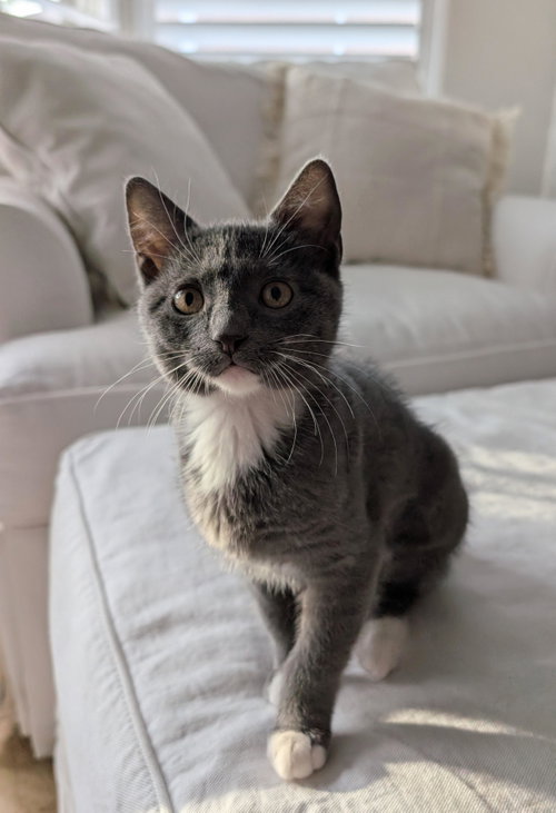 Rose (5050), an adoptable Domestic Short Hair in Tampa, FL