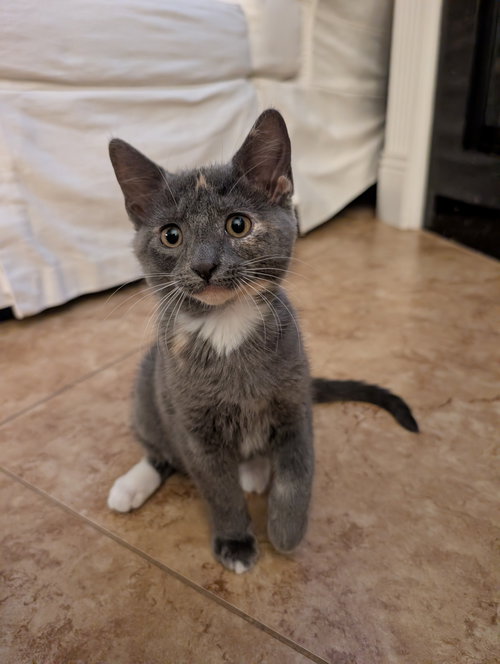 Lily (5051), an adoptable Domestic Short Hair in Tampa, FL