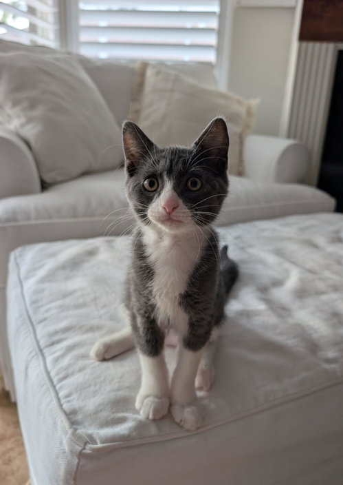 Bud (5592), Baby Domestic Short Hair (short coat), cat for adoption in Largo, Florida